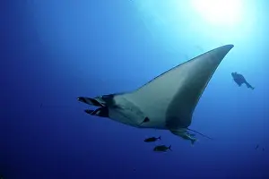 Birostris: Scuba Diver and Manta Ray - with Remora Suckerfish (Remora r