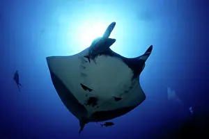 Birostris: Scuba Diver and Manta Ray - with Remora Suckerfish (Remora r