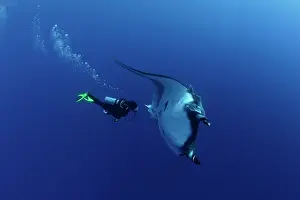 Birostris: Scuba Diver and Manta Ray - with Remora Suckerfish (Remora r