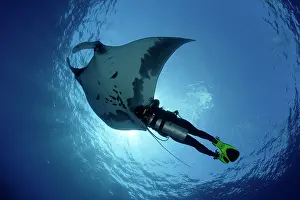 Birostris: Scuba Diver and Manta Ray - with Remora Suckerfish (Remora r
