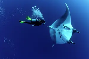 Mantas: Scuba Diver and Manta Ray - San Benedicto, Revillagigedo, So