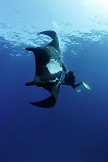 Mantas: Scuba Diver and Manta Ray - San Benedicto, Revillagigedo, So