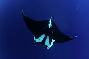 Mantas: Scuba Diver and Manta Ray - San Benedicto, Revillagigedo, So