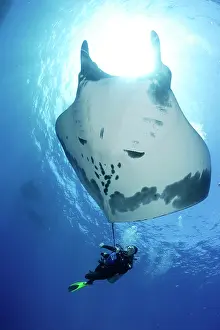 Mantas: Scuba Diver and Manta Ray - San Benedicto, Revillagigedo, So