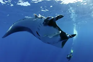 Mantas: Scuba Diver and Manta Ray - San Benedicto, Revillagigedo, So