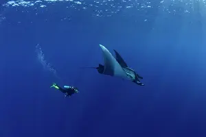 Mantas: Scuba Diver and Manta Ray - San Benedicto, Revillagigedo, So