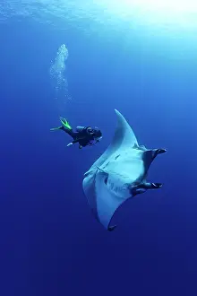 Mantas: Scuba Diver and Manta Ray - San Benedicto, Revillagigedo, So