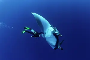 Mantas: Scuba Diver and Manta Ray - San Benedicto, Revillagigedo, So
