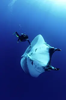 Mantas: Scuba Diver and Manta Ray - San Benedicto, Revillagigedo, So