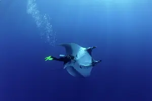 Mantas: Scuba Diver and Manta Ray - San Benedicto, Revillagigedo, So