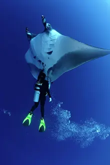 Mantas: Scuba Diver and Manta Ray - San Benedicto, Revillagigedo, So