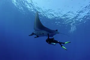 Mantas: Scuba Diver and Manta Ray - San Benedicto, Revillagigedo, So