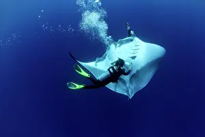 Mantas: Scuba Diver and Manta Ray - San Benedicto, Revillagigedo, So