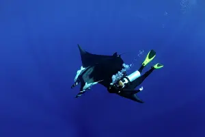 Mantas: Scuba Diver and Manta Ray - San Benedicto, Revillagigedo, So
