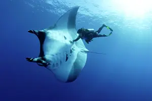 Mantas: Scuba Diver and Manta Ray - San Benedicto, Revillagigedo, So