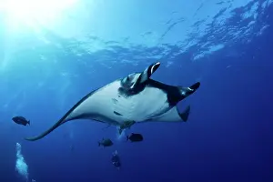 Birostris: Scuba Diver and Manta Ray - San Benedicto, Revillagigedo, So