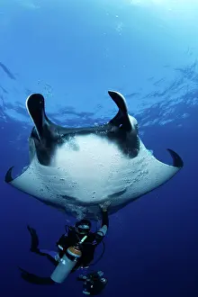 Birostris: Scuba Diver and Manta Ray - San Benedicto, Revillagigedo, So