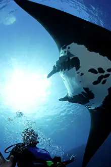 Birostris: Scuba Diver and Manta Ray - San Benedicto, Revillagigedo, So
