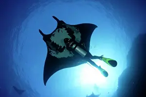 Birostris: Scuba Diver and Manta Ray - San Benedicto, Revillagigedo, So
