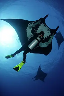 Birostris: Scuba Diver and Manta Ray - San Benedicto, Revillagigedo, So
