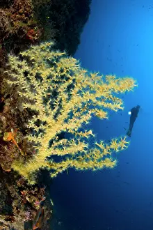 Amalfi: Scuba Diver with Mediterranean Black coral, Gerardia Savagli