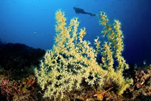 Amalfi: Scuba Diver with Mediterranean Black coral, Gerardia Savagli