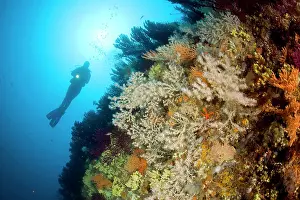Campania: Scuba diver and Mediterranean Black coral, Gerardia Savaglia