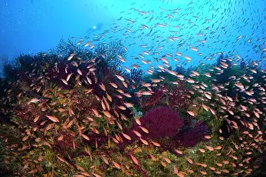 Anthias: scuba diver with Mediterranean fairy basslet, Anthias anthia