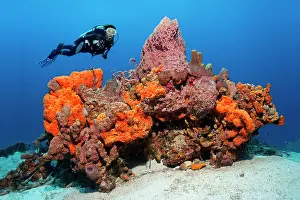 Sponges: Scuba diver observing a large reef formation, various