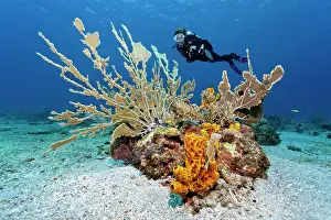 Sponges: Scuba diver observing a reef formation, various
