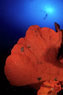 Silhuettes: Scuba diver with orange fan sponge, Phakellia flabellata, Wa