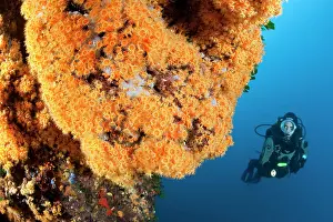 Silhuettes: Scuba diver and Parazoanthus axinellae, Ischia Island, Ital
