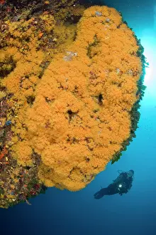 Silhuettes: Scuba diver and Parazoanthus axinellae, Ischia Island, Ital