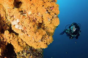 Silhuettes: Scuba diver and Parazoanthus axinellae, Ischia Island, Ital