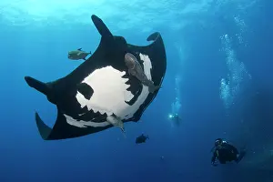 Pelagic: Scuba diver and Pelagic manta ray (Mobula birostris)