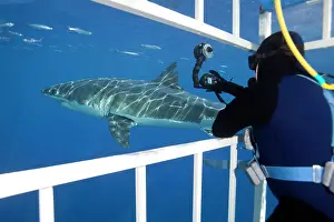 Carcharias: Scuba diver photographing from a cage Great white shark, Car