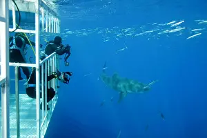 Carcharias: Scuba diver photographing from a cage Great white shark, Car