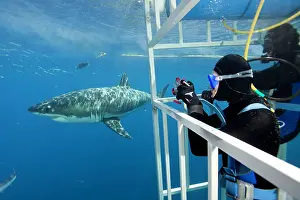 Carcharias: Scuba diver photographing from a cage Great white shark, Car