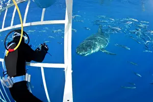 Carcharias: Scuba diver photographing from a cage Great white shark, Car