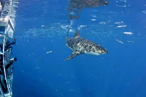 Carcharias: Scuba diver photographing from a cage Great white shark, Car