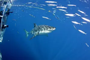 Carcharias: Scuba diver photographing from a cage Great white shark, Car