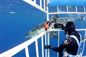 Carcharias: Scuba diver photographing from a cage Great white shark, Car