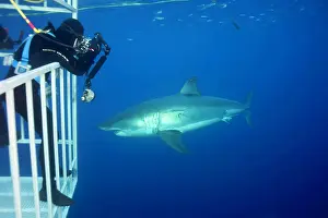 Carcharias: Scuba diver photographing from a cage Great white shark, Car