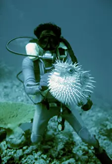 Pufferfish: Scuba diver - Puffer fish
