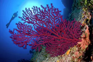 Silhuettes: Scuba diver with red gorgonia, Paramuricea clavata, Le Formi