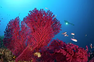 Amalfi: scuba diver with red gorgonia, Paramuricea clavata, Marine P