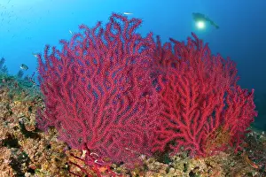 Amalfi: scuba diver with red gorgonia, Paramuricea clavata, Marine P