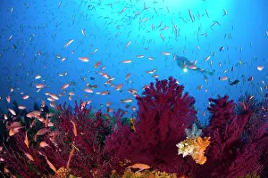 Anthias: scuba diver with red gorgonia, Paramuricea clavata and Medit