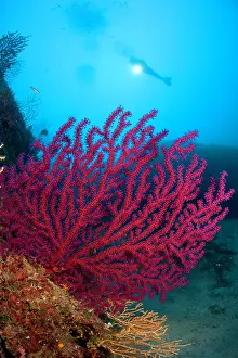 Isola: Scuba diver with red gorgonia Paramuricea clavata Secca dell