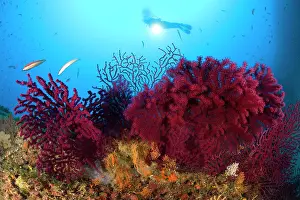 Isola: Scuba diver with red gorgonia Paramuricea clavata Secca dell